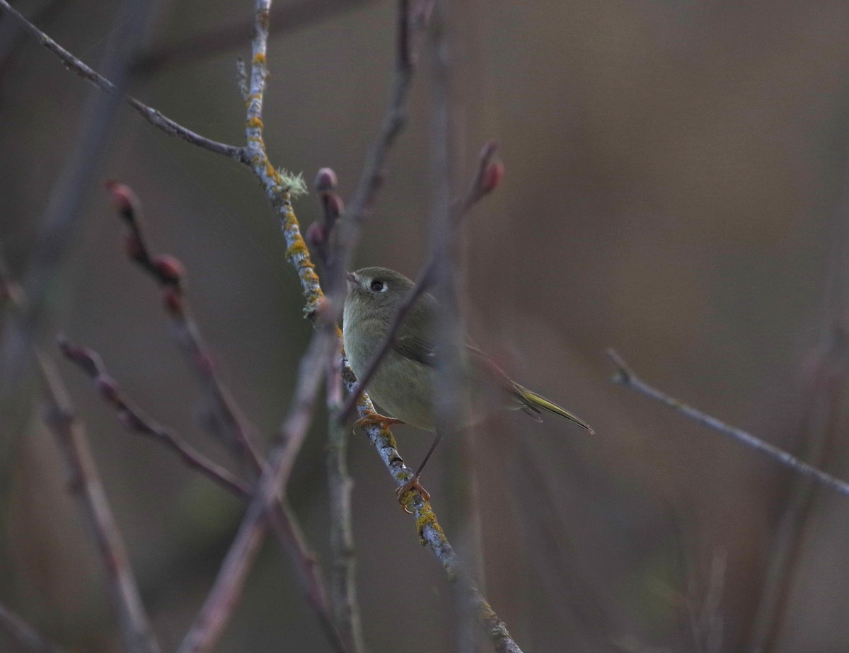 Ruby-crowned Kinglet - ML647108220