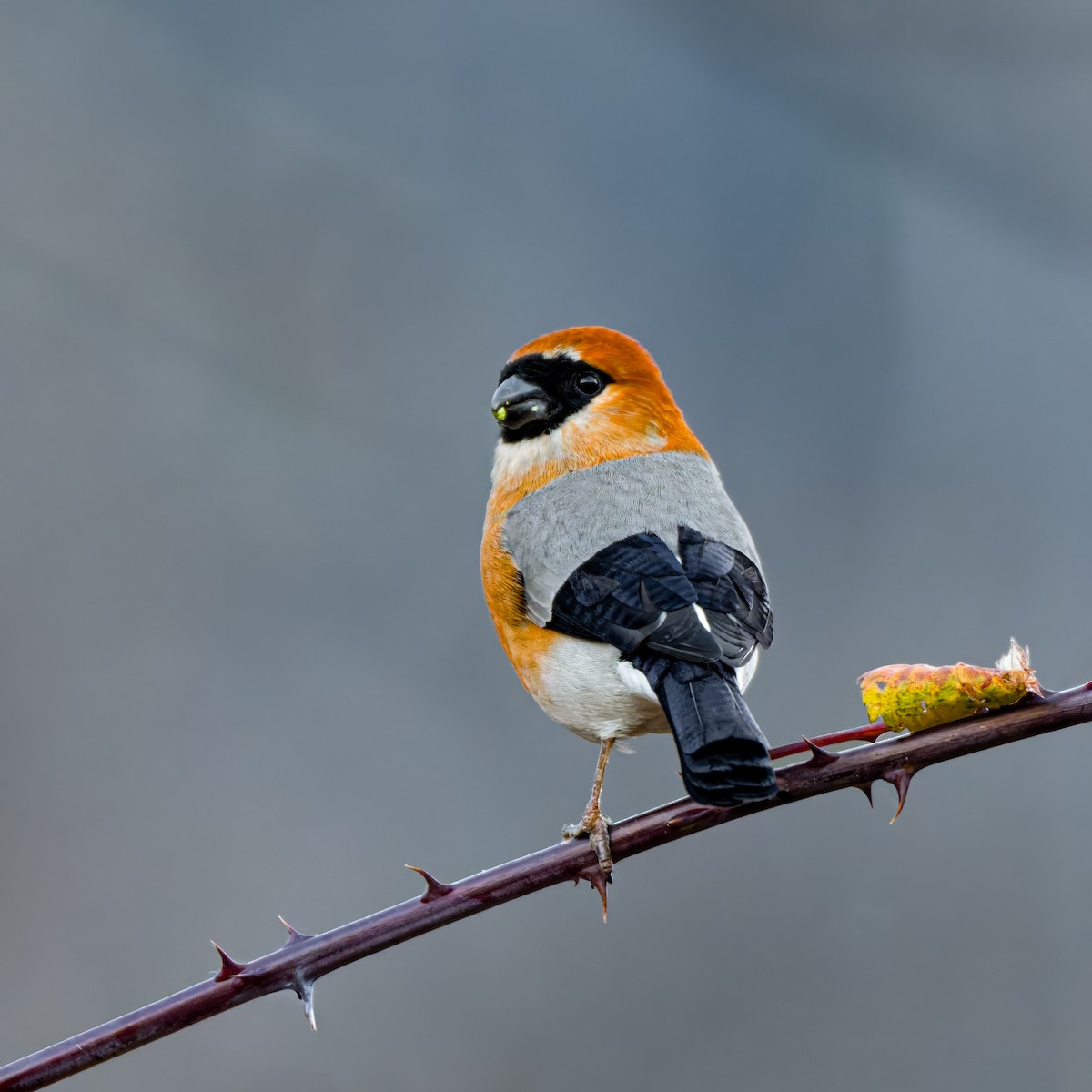 Red-headed Bullfinch - ML647108221