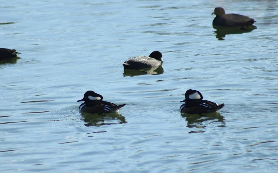 Hooded Merganser - ML647108226