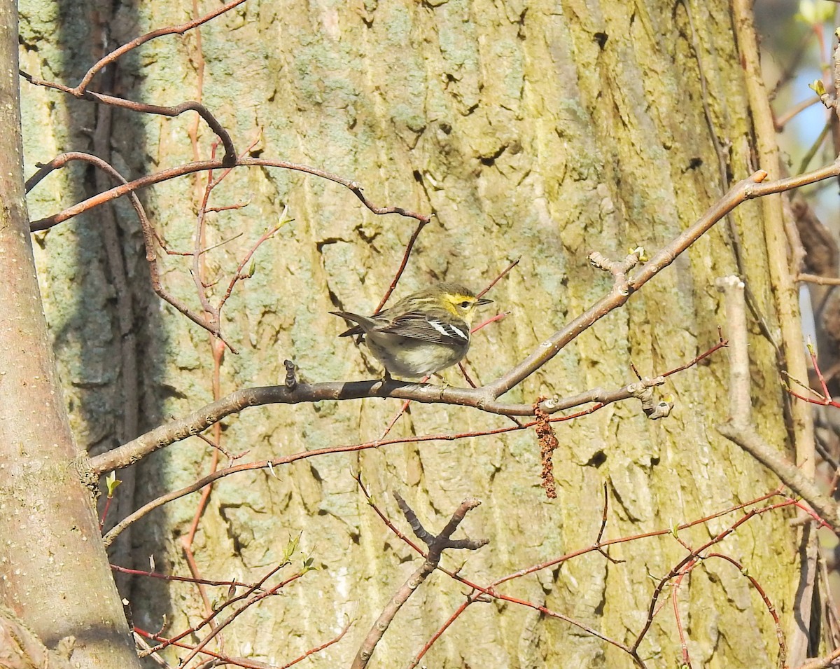 hemlokkparula - ML647108238