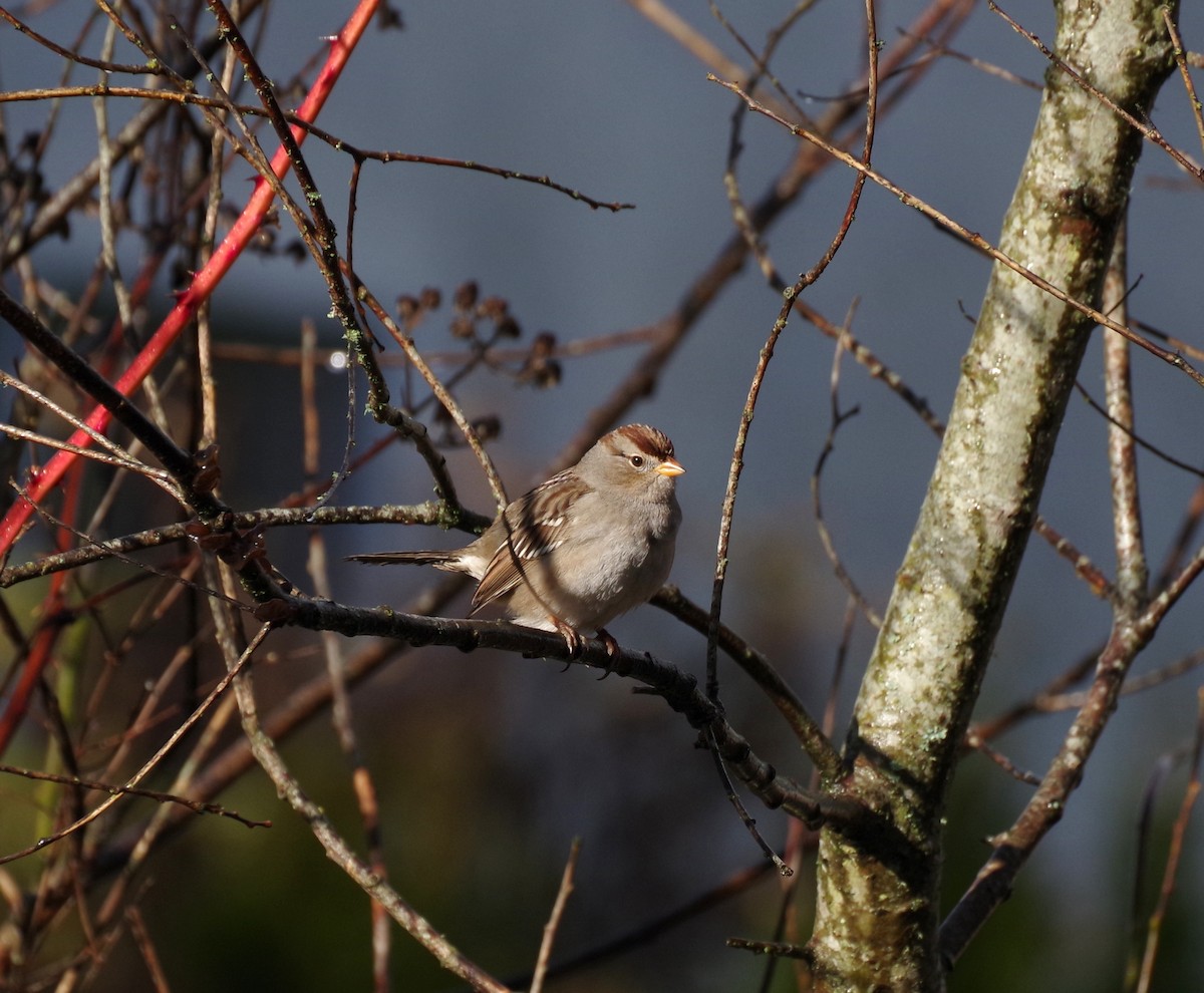 strnadec bělopásý - ML647108241