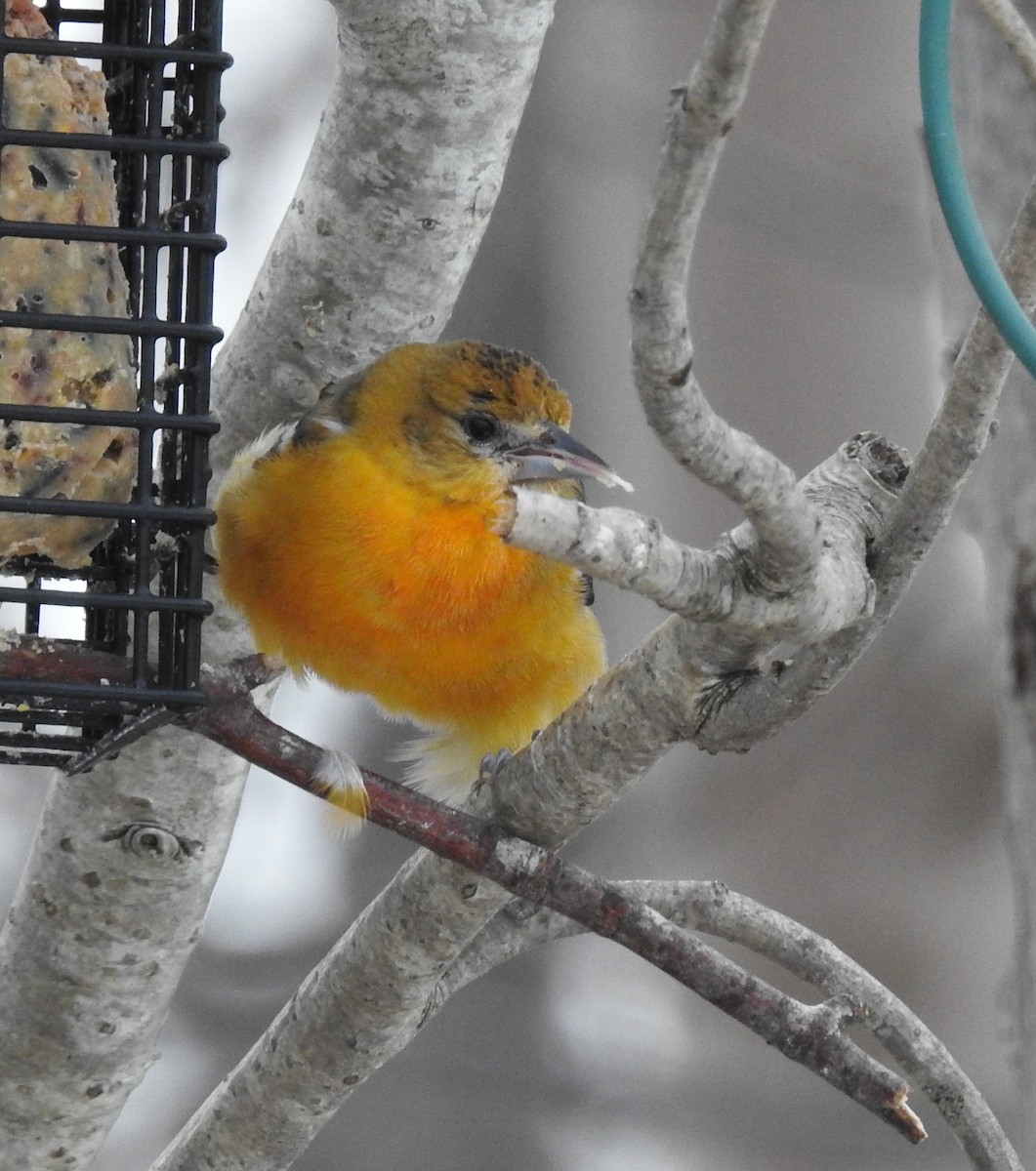 Балтиморский трупиал - ML647108246