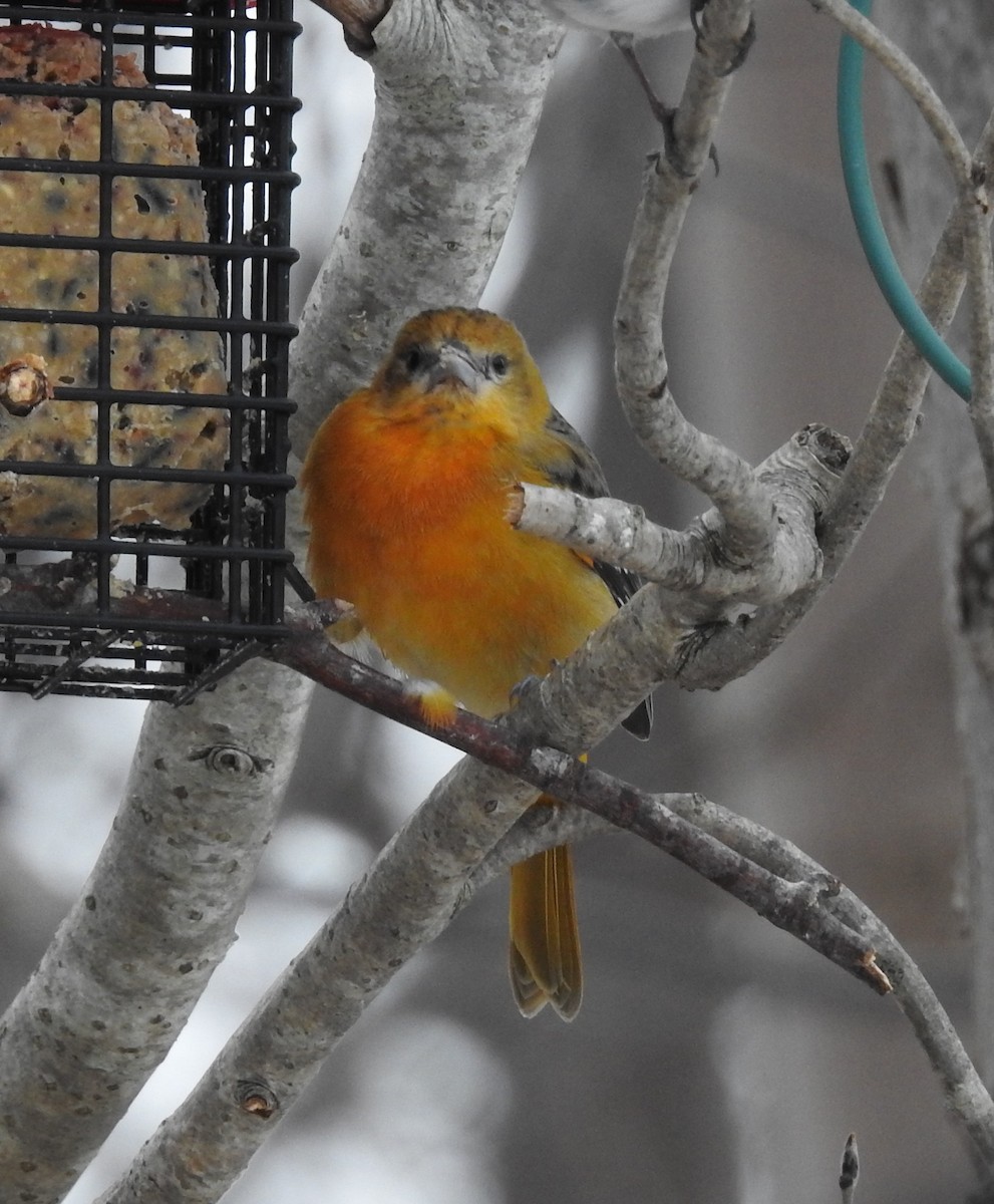 Балтиморский трупиал - ML647108247