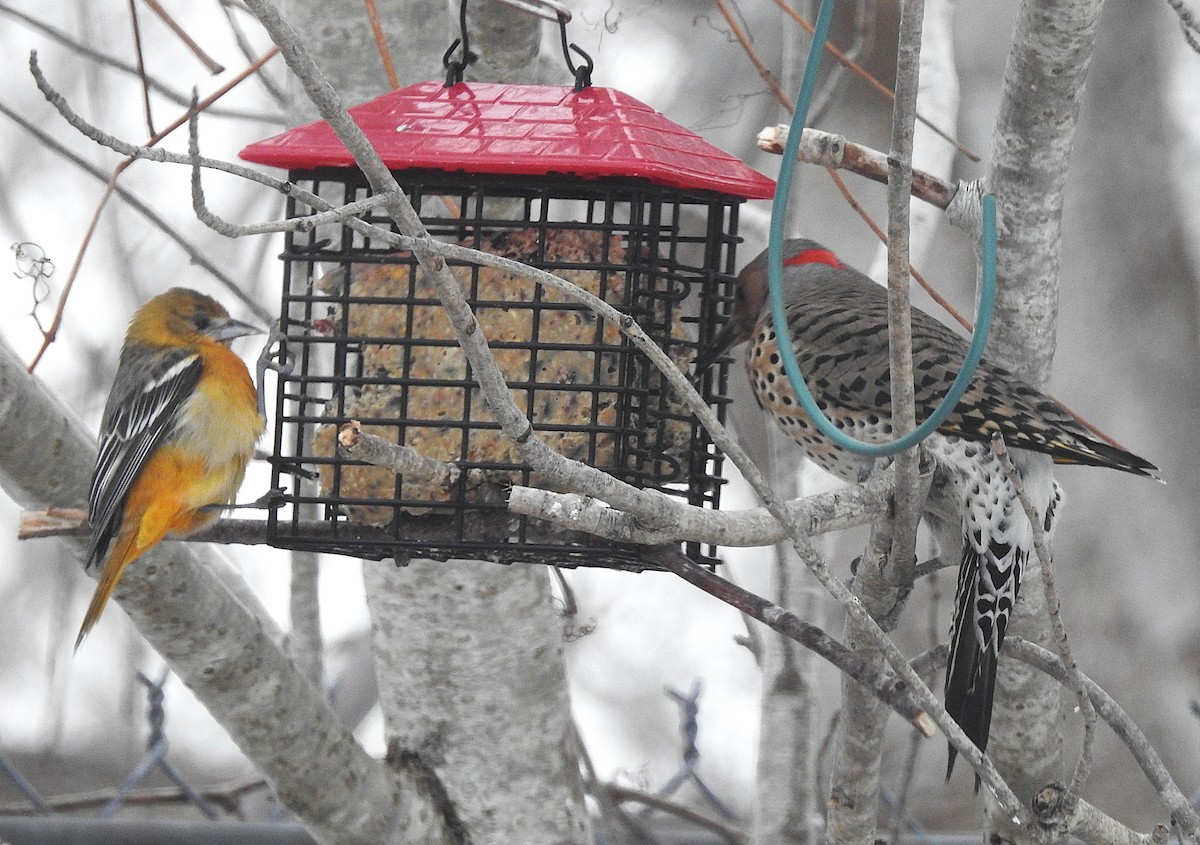 Балтиморский трупиал - ML647108248