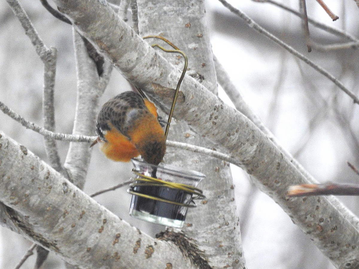 Балтиморский трупиал - ML647108250