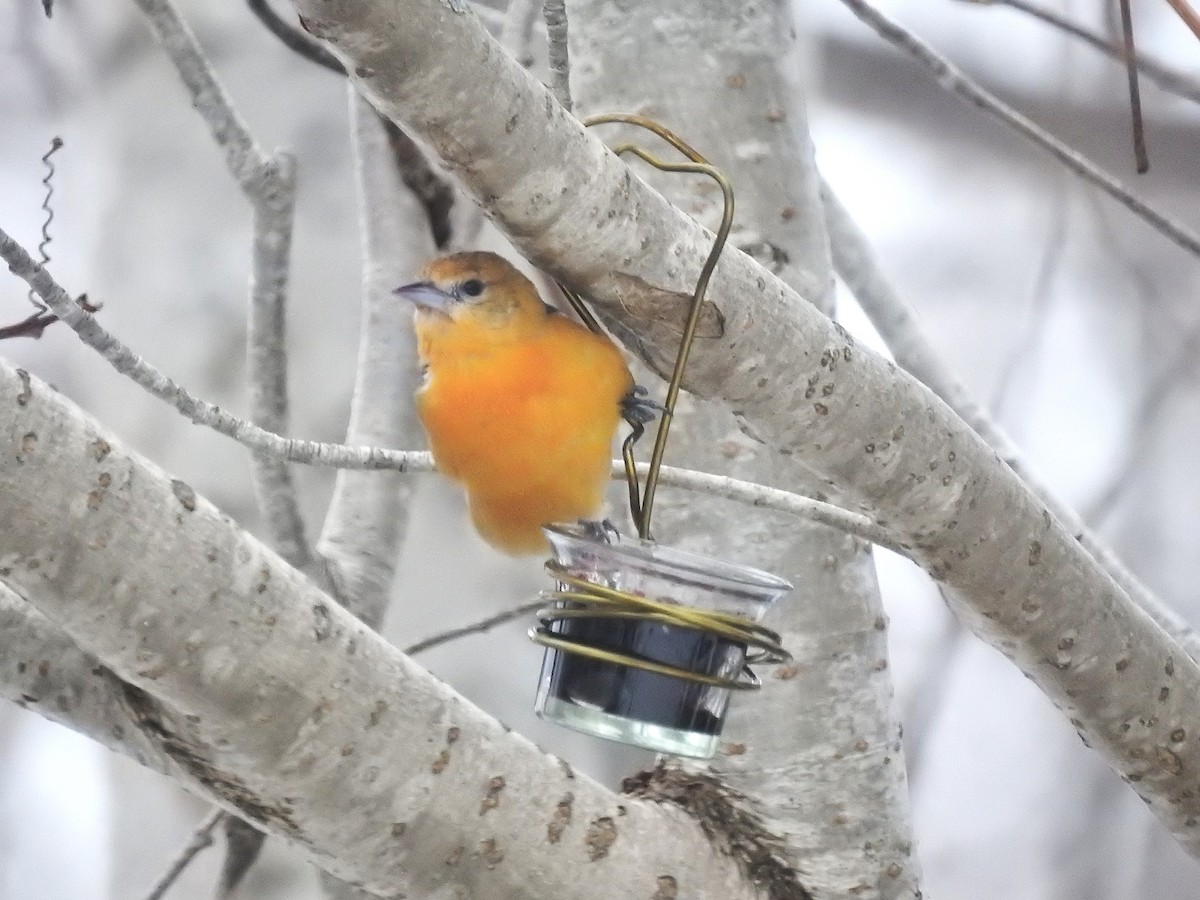 Балтиморский трупиал - ML647108251