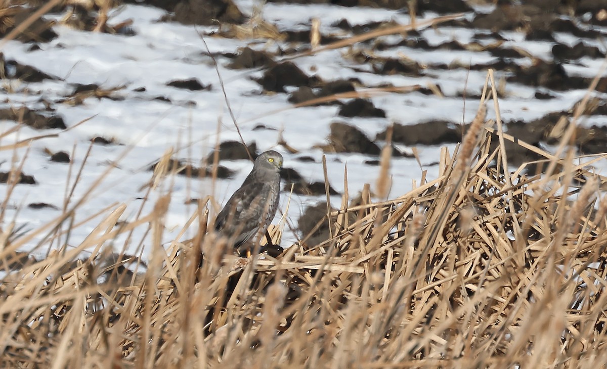 Hudsonweihe - ML647108275