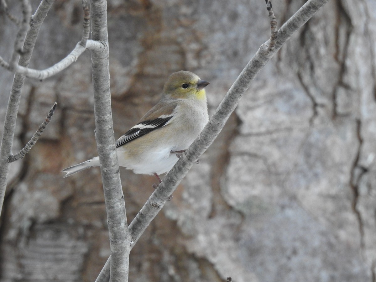 čížek žlutý - ML647108282