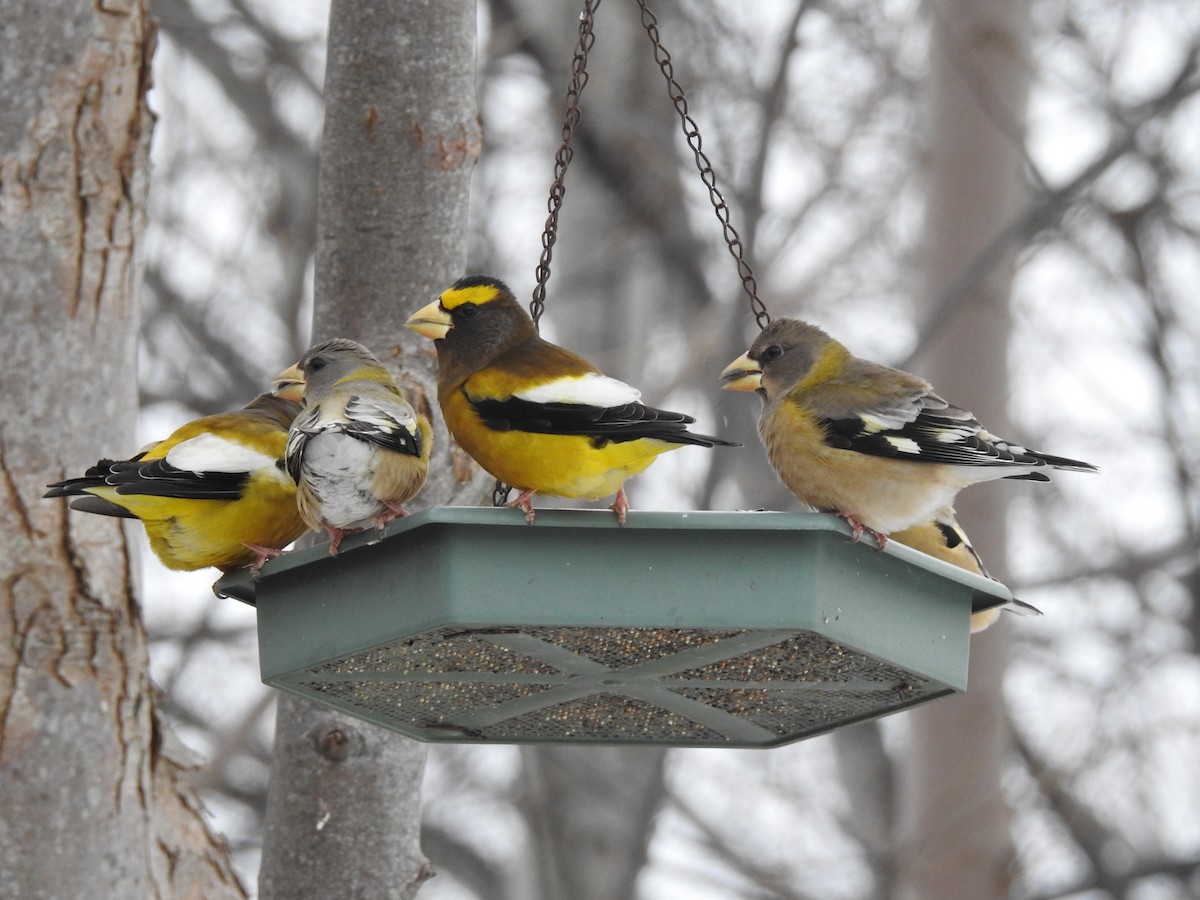 עב-מקור ערב - ML647108284