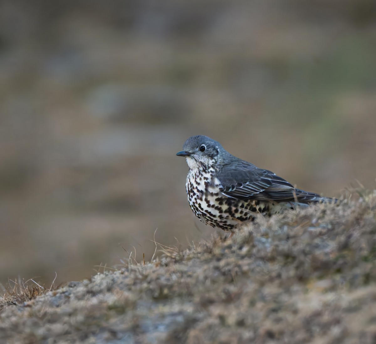 ヤドリギツグミ - ML647108295