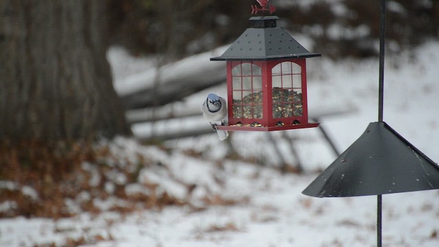 Blue Jay - ML647108307