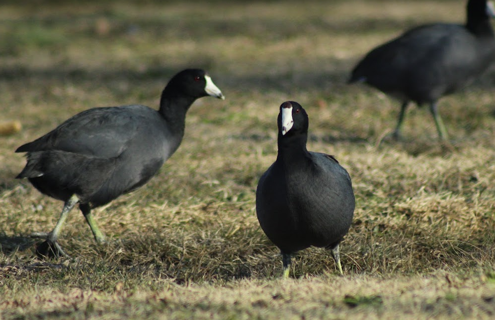 American Coot - ML647108308