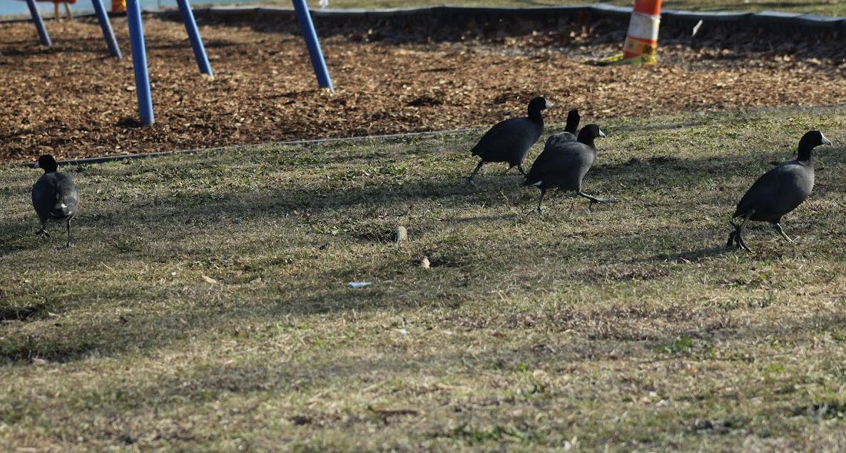 American Coot - ML647108310