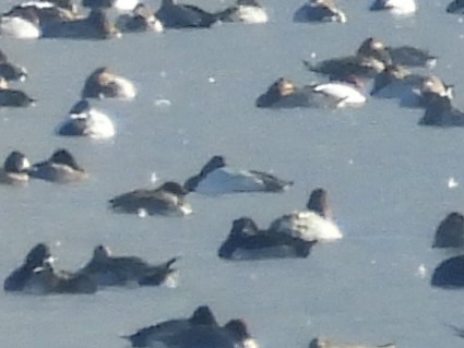 Canvasback - ML647108311