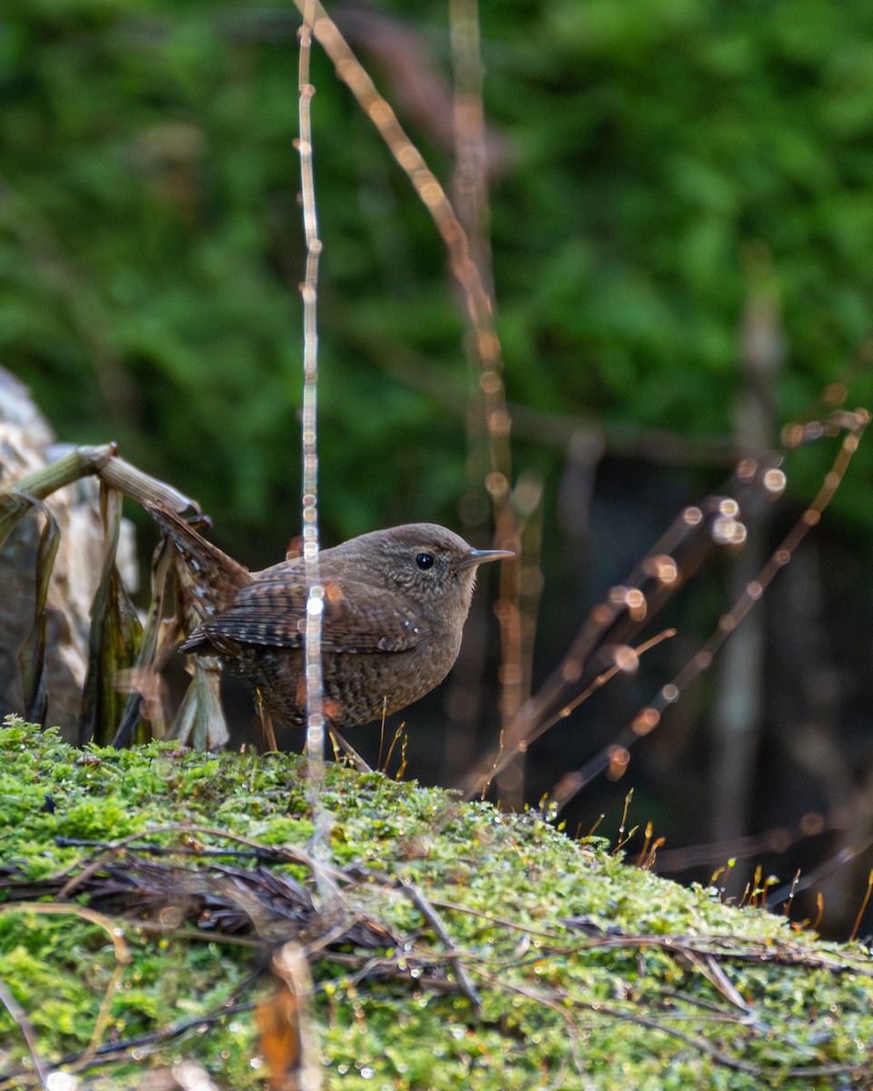 Eurasian Wren - ML647108316
