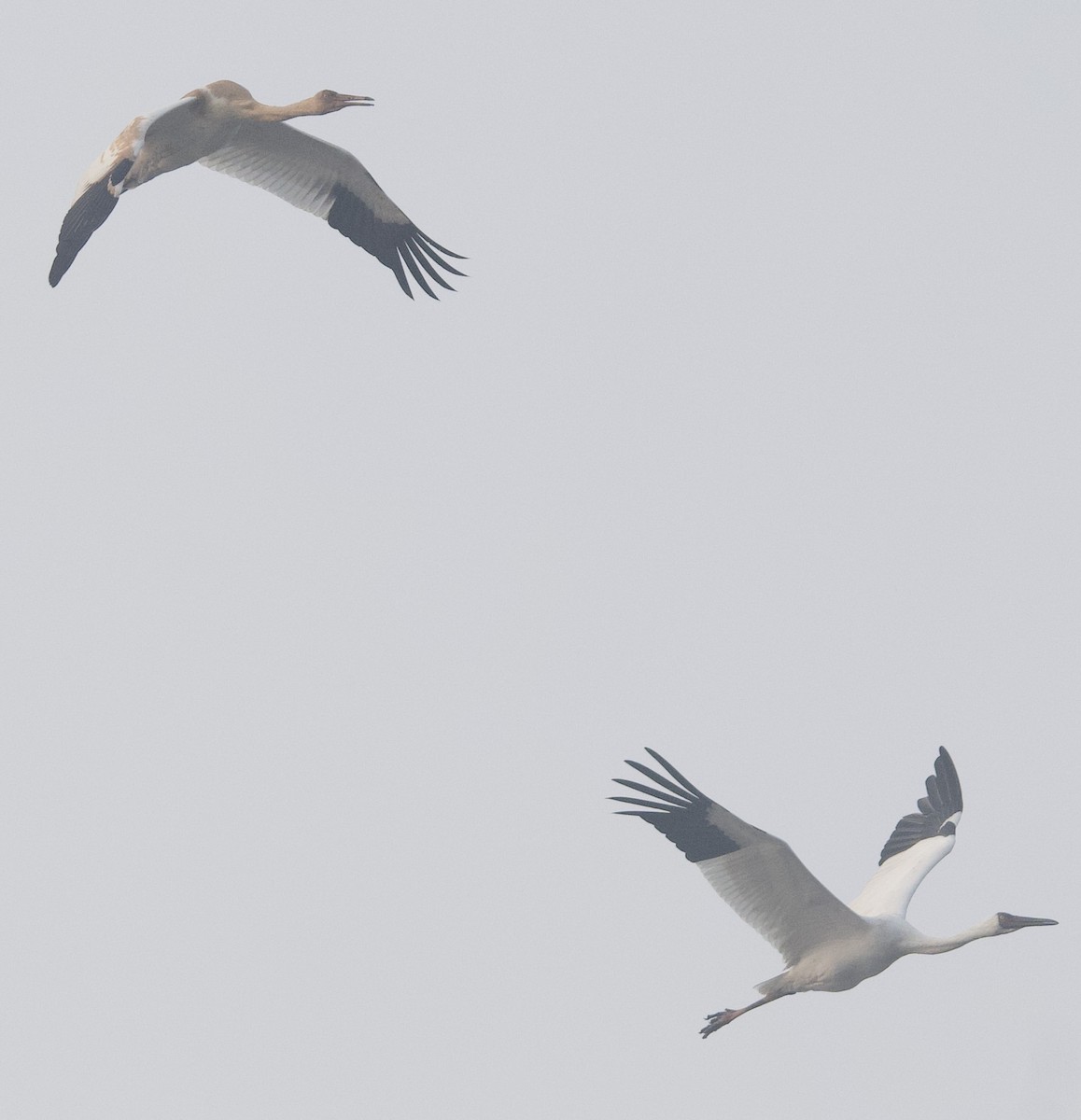 ソデグロヅル - ML647108317