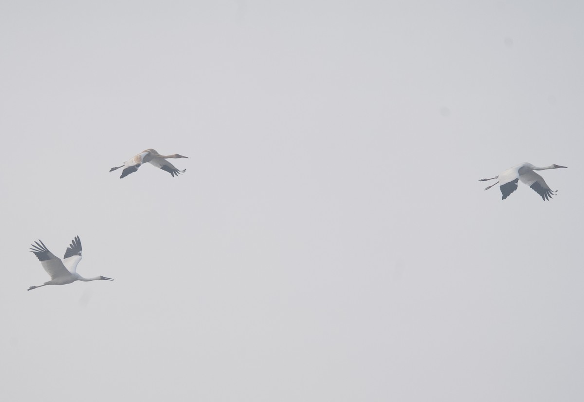 ソデグロヅル - ML647108318