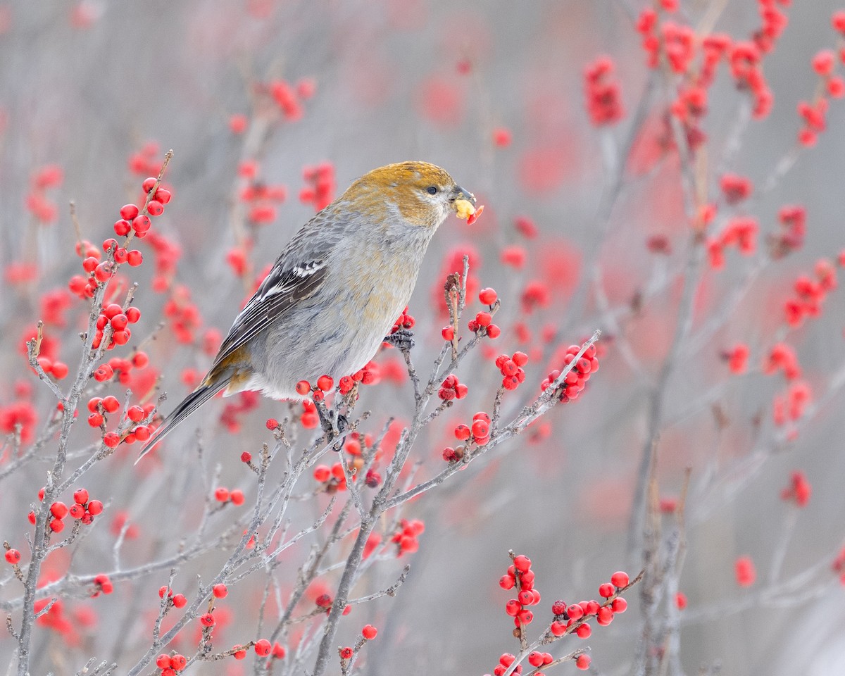 Смеречник тайговий - ML647108321