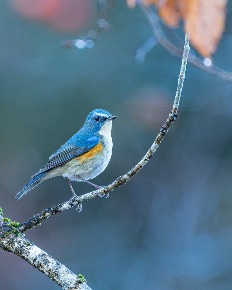 Red-flanked Bluetail - ML647108322