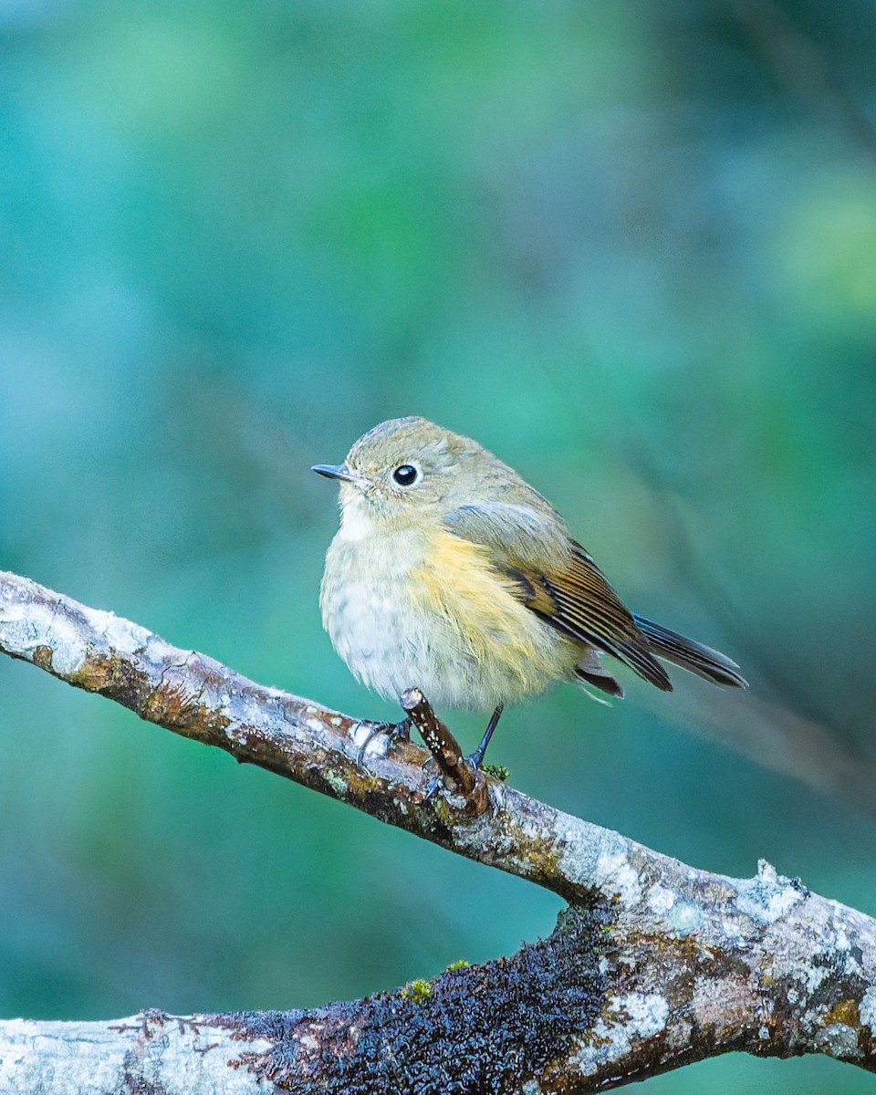 Red-flanked Bluetail - ML647108324