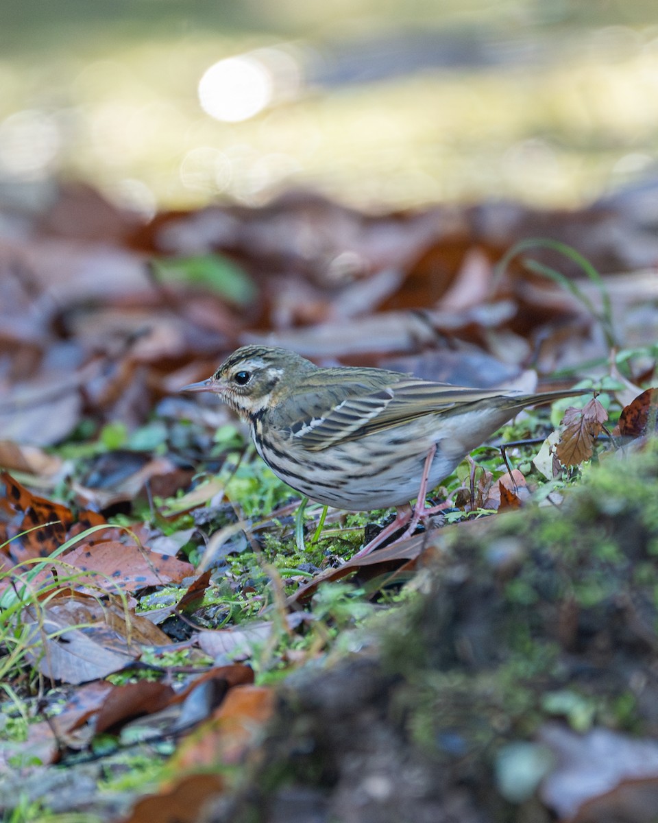 Olive-backed Pipit - ML647108326