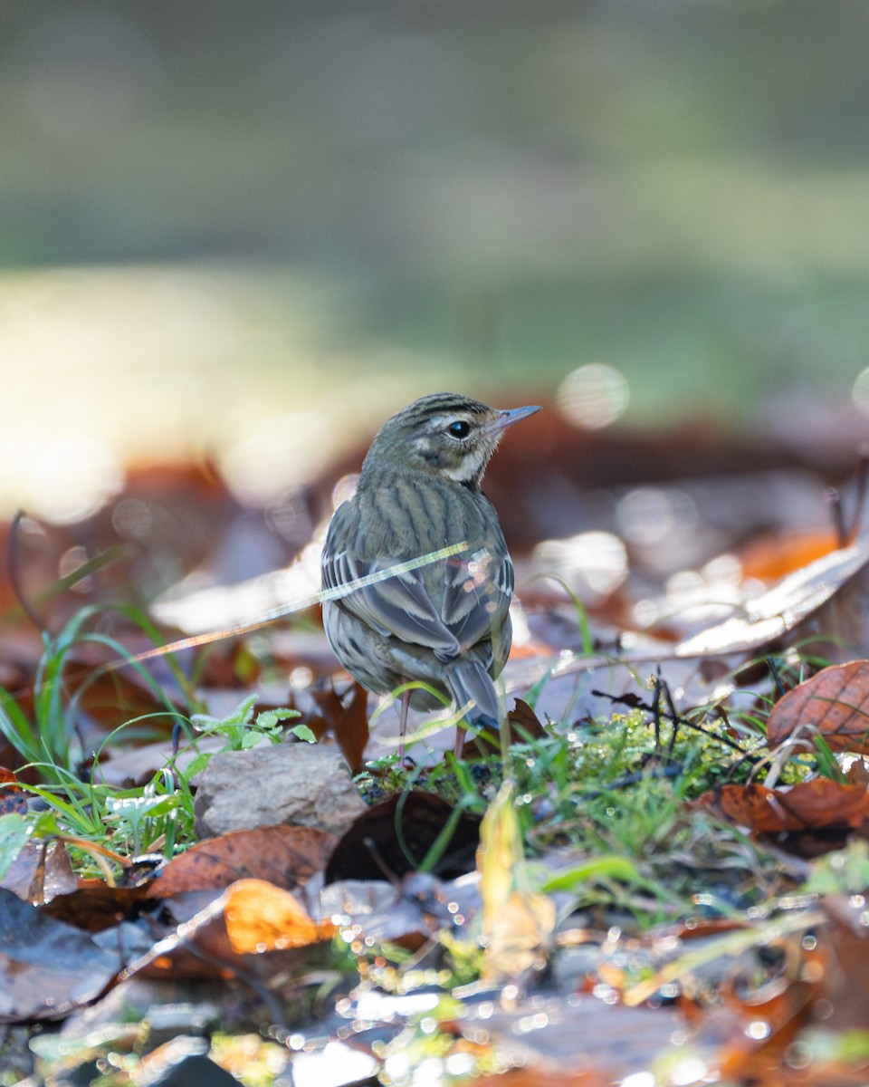 Olive-backed Pipit - ML647108334