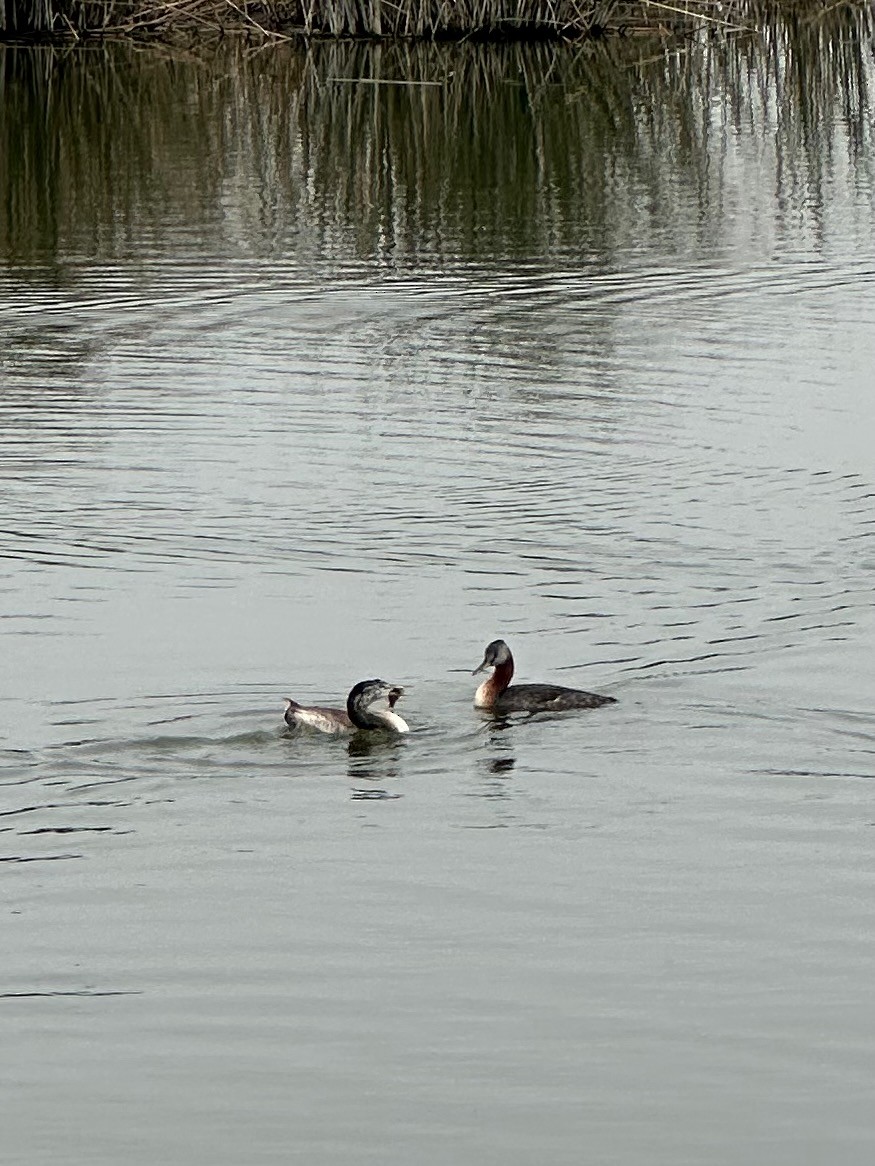 Great Grebe - ML647108339