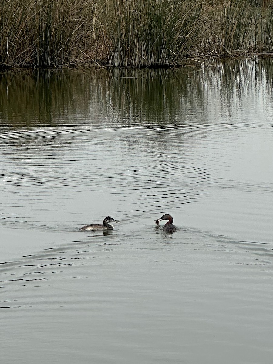 Great Grebe - ML647108340