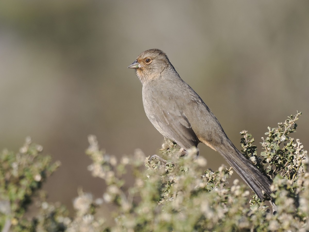 Toquí Californiano - ML647108353