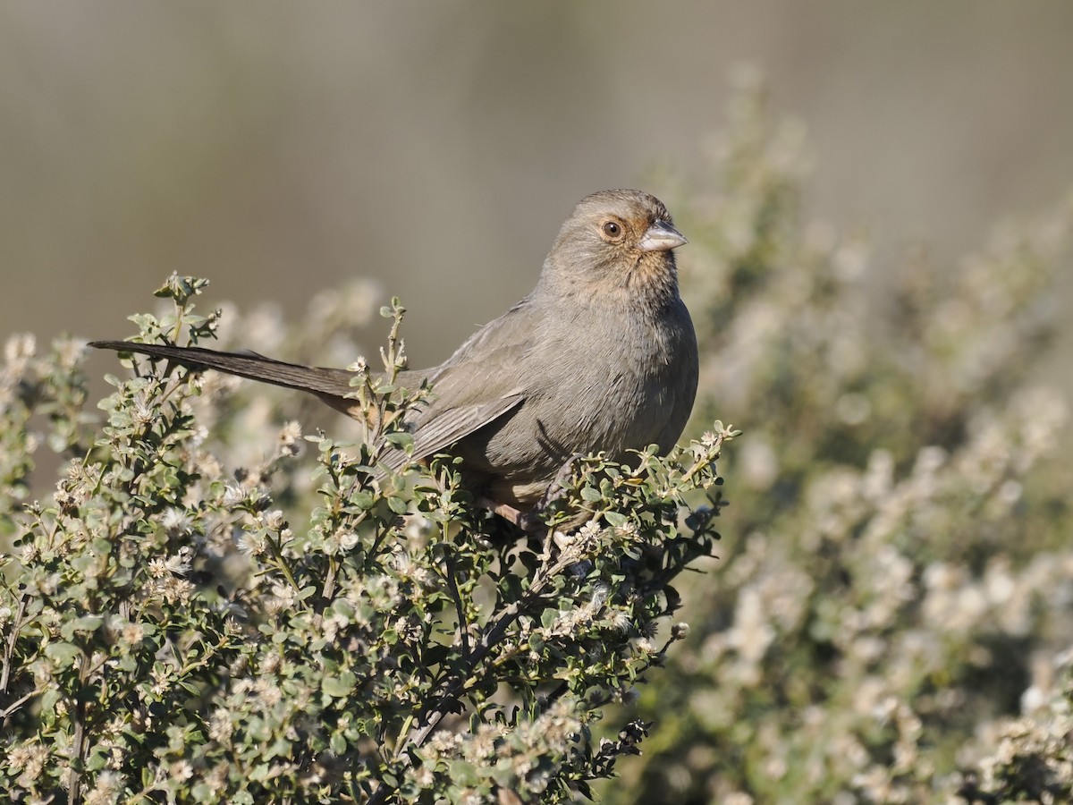 Toquí Californiano - ML647108354