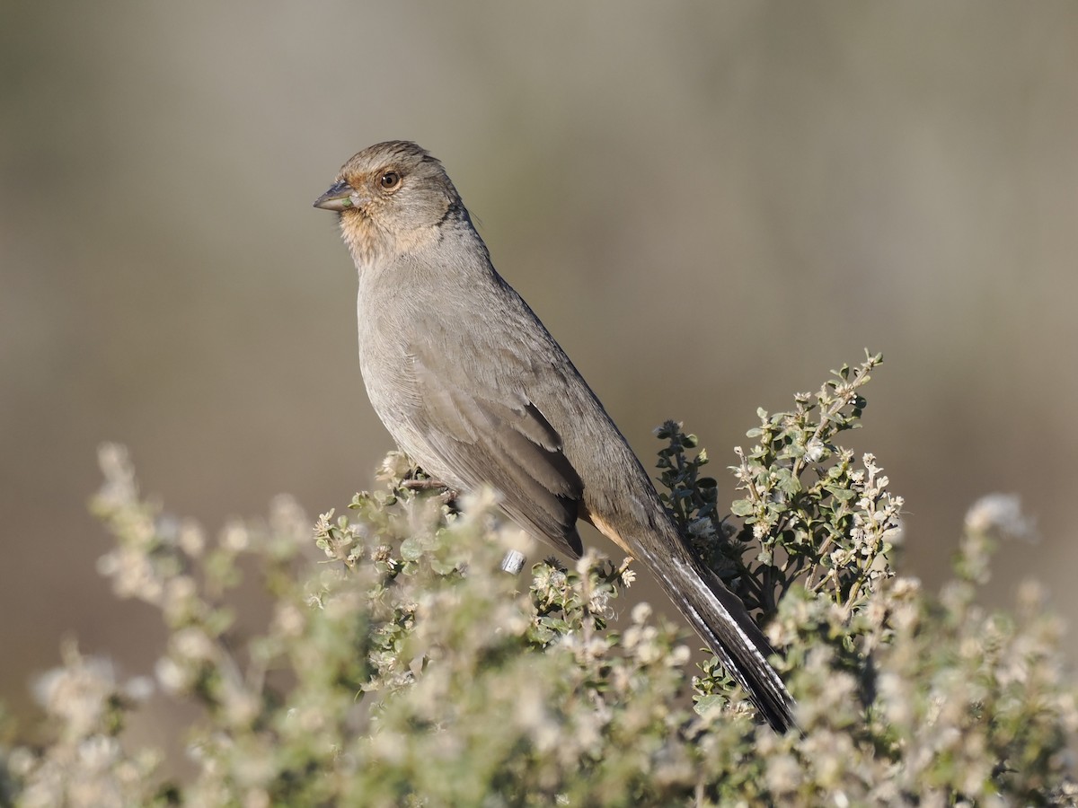 Toquí Californiano - ML647108355