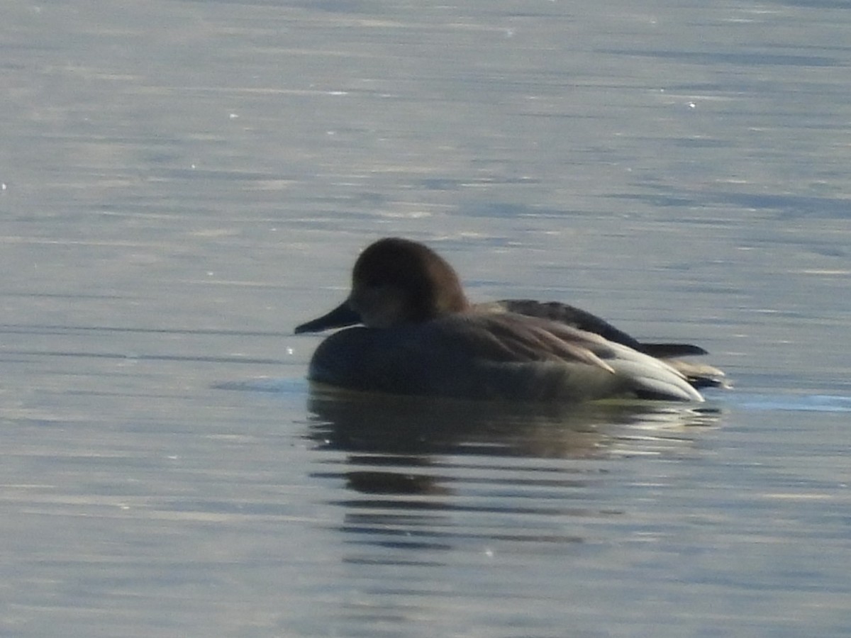 kopřivka obecná - ML647108359