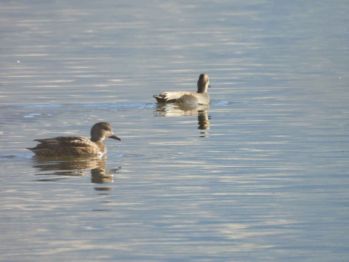 kopřivka obecná - ML647108360