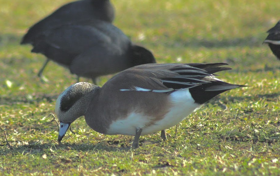American Wigeon - ML647108361