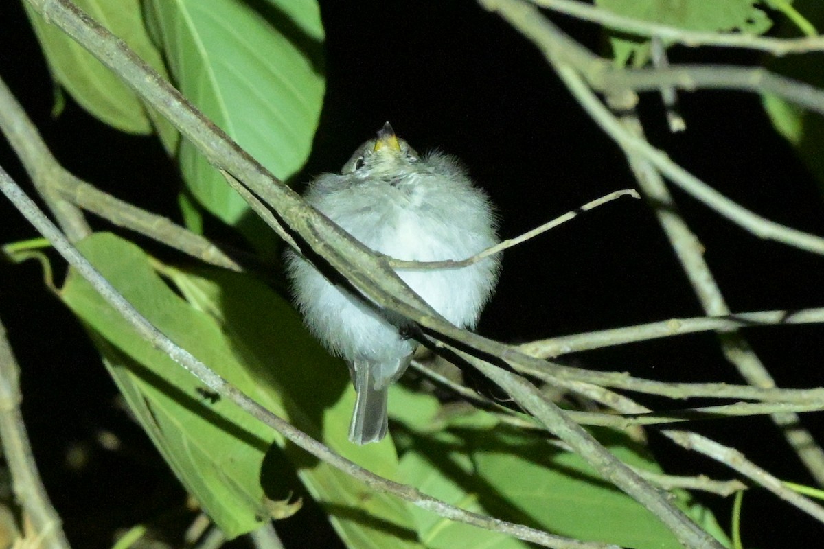Papamoscas Pardo Asiático - ML647108362