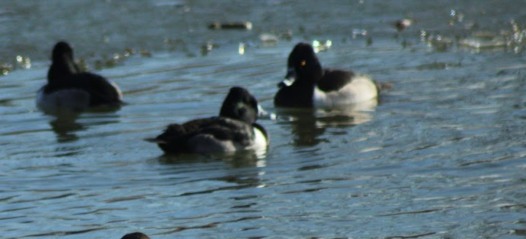 Porrón Acollarado - ML647108363