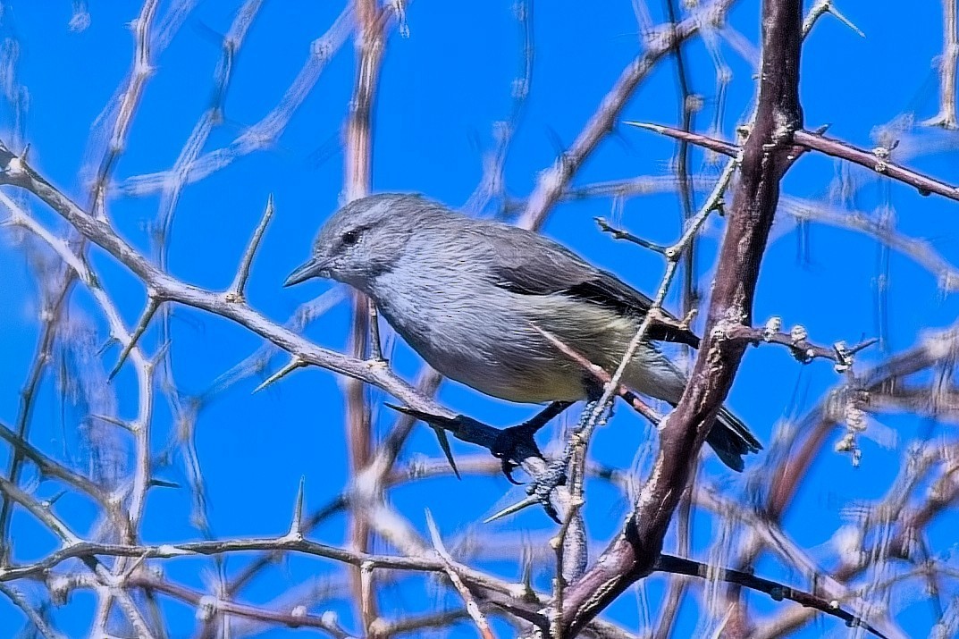 Eremomela Ventrigualda - ML647108364