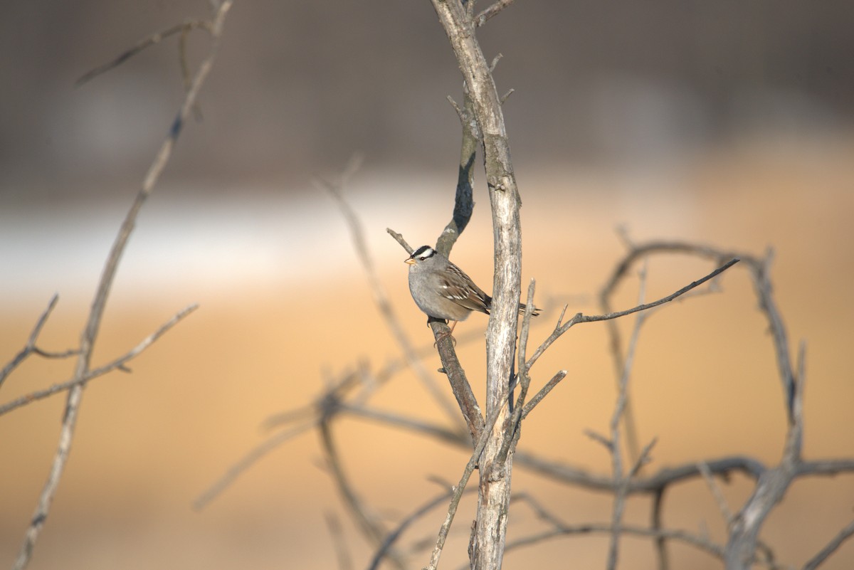 Chingolo Coroniblanco - ML647108365