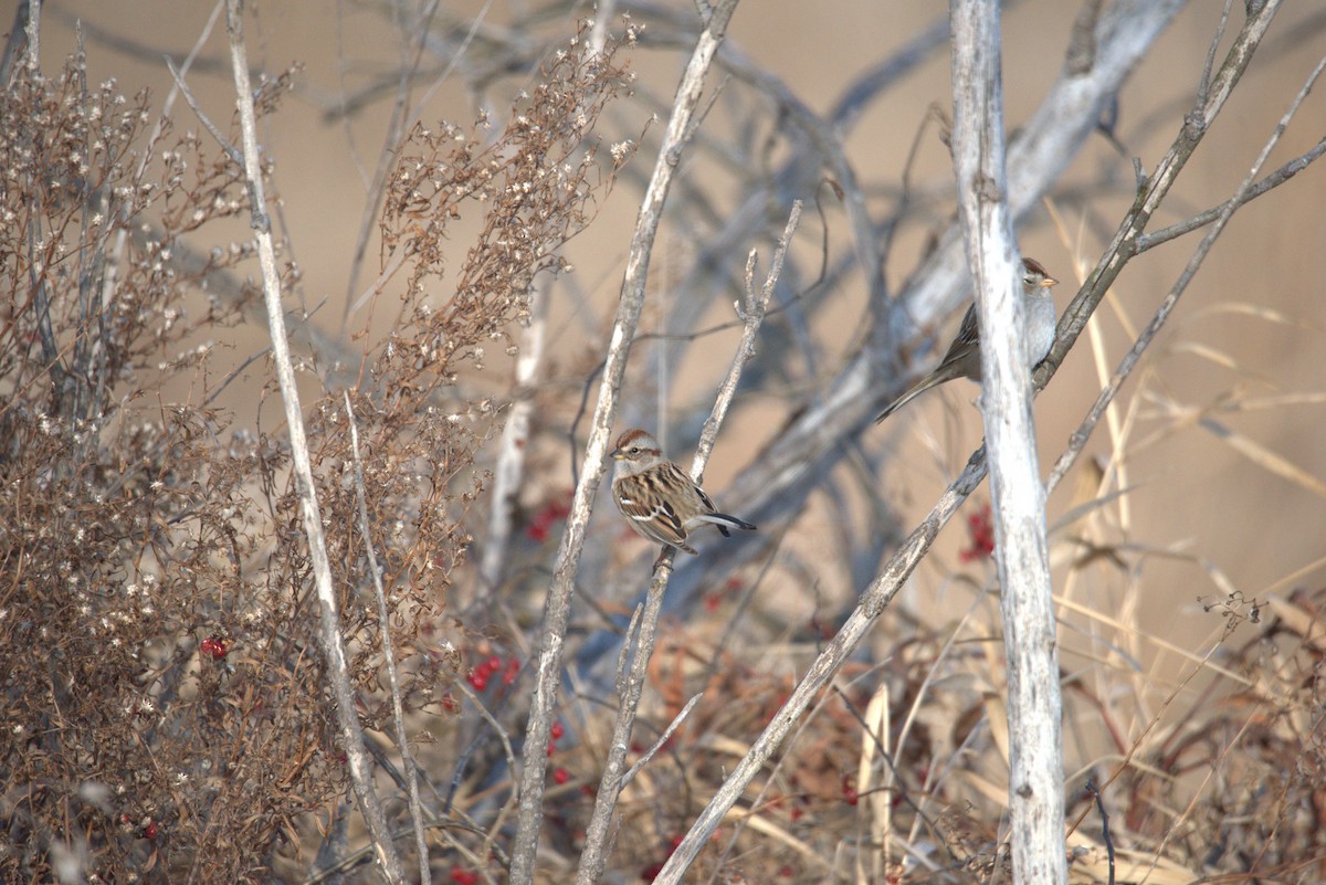 Chingolo Coroniblanco - ML647108366