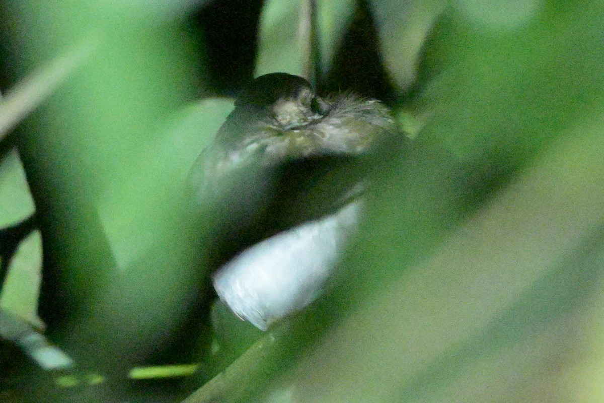 Ruiseñor Silbador - ML647108370