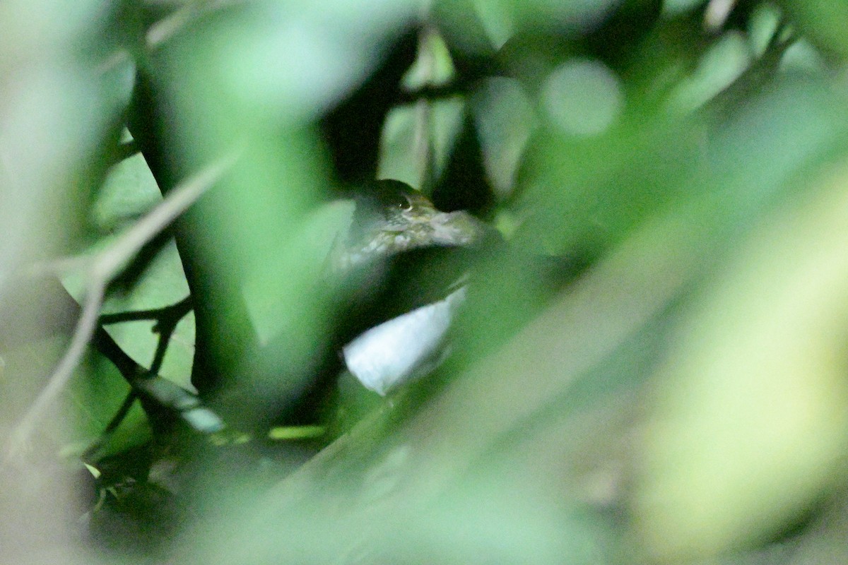 Ruiseñor Silbador - ML647108371