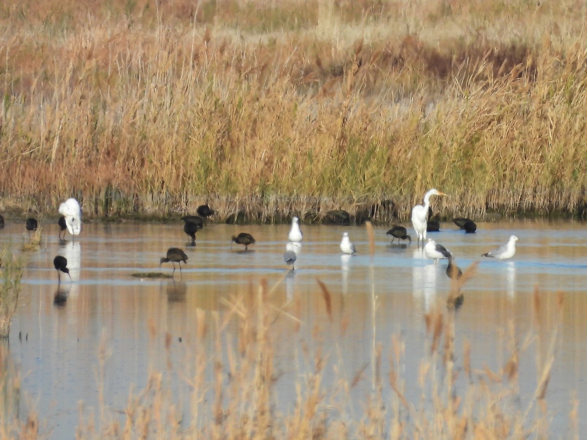 Garceta Grande - ML647108373