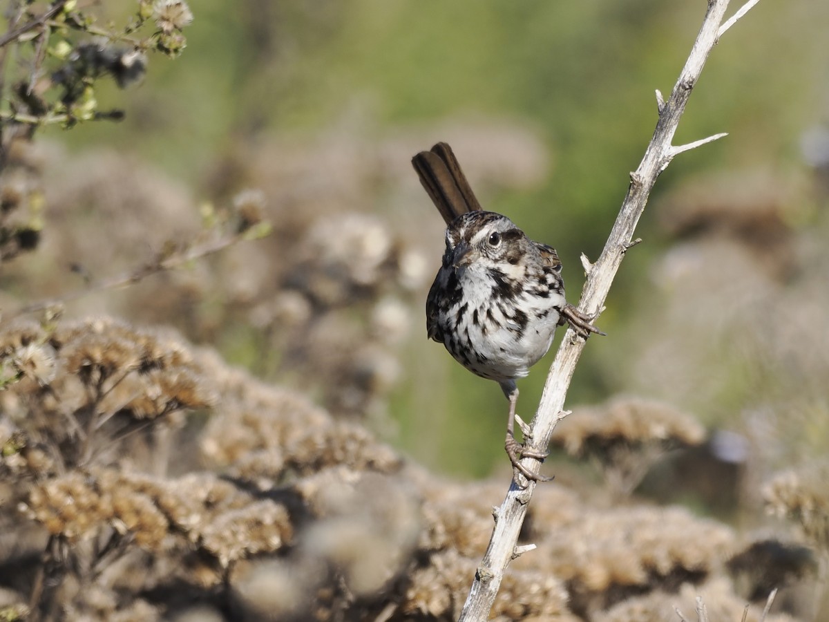 Chingolo Cantor - ML647108374