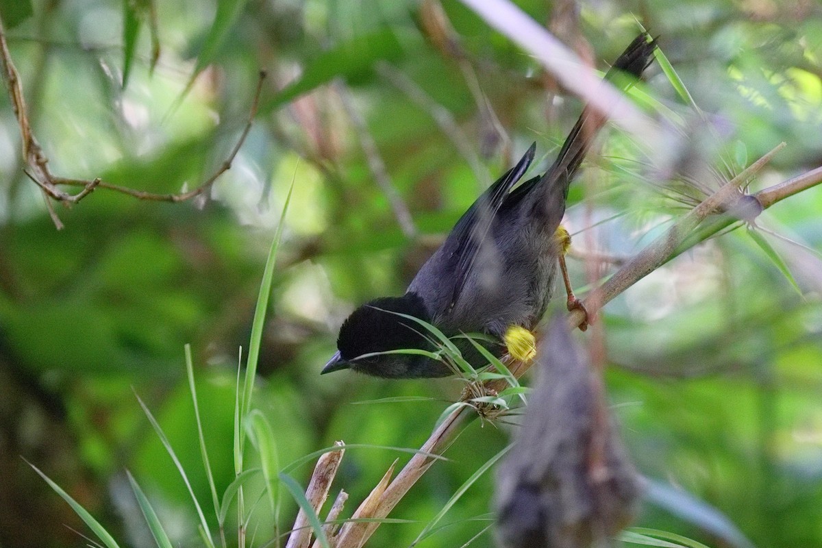 Cerquero Musliamarillo - ML647108375