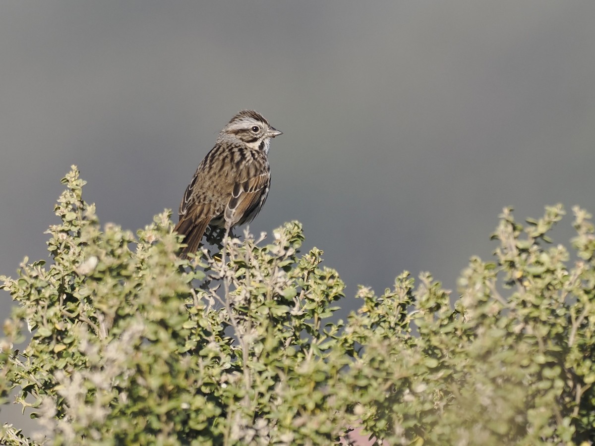 Chingolo Cantor - ML647108376