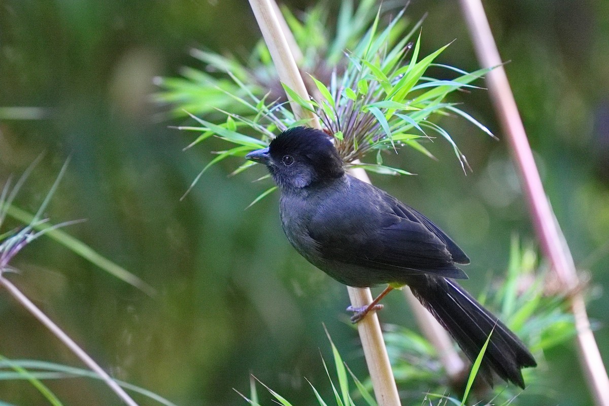 Cerquero Musliamarillo - ML647108377
