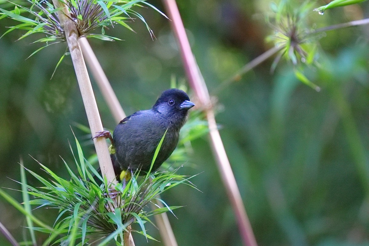 Cerquero Musliamarillo - ML647108378