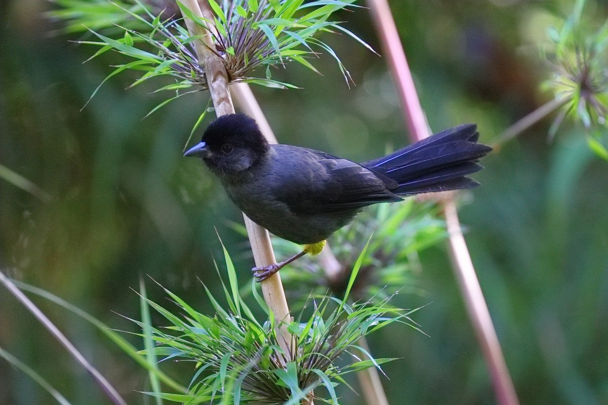 Cerquero Musliamarillo - ML647108379