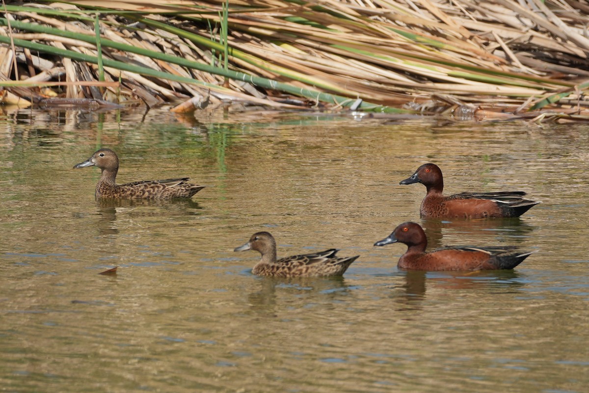 Cerceta Colorada - ML647108380