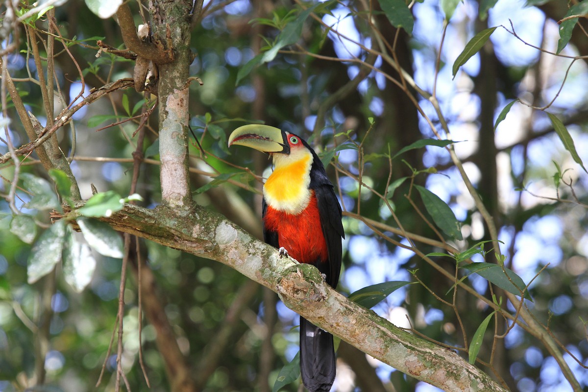 Tucán Bicolor - ML647108382